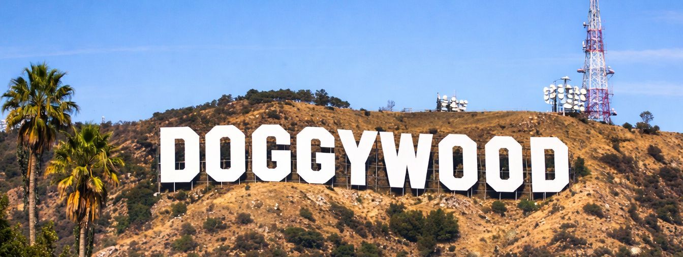 Doggywoog - Non Profit Organisation